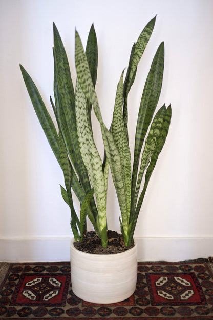 Bouvet Plant Pot AUAKE